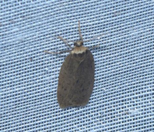 Pelosia obtusa